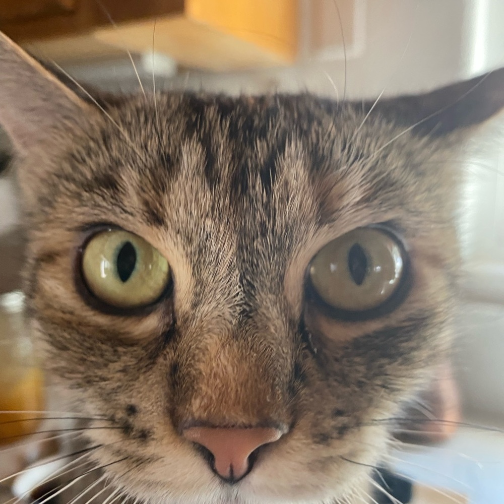 Meet your Posher, Olga